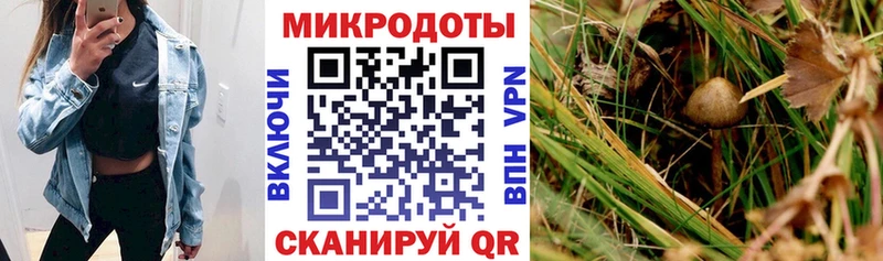 Купить где  Камень-на-Оби  Псилоцибиновые грибы GOLDEN TEACHER 